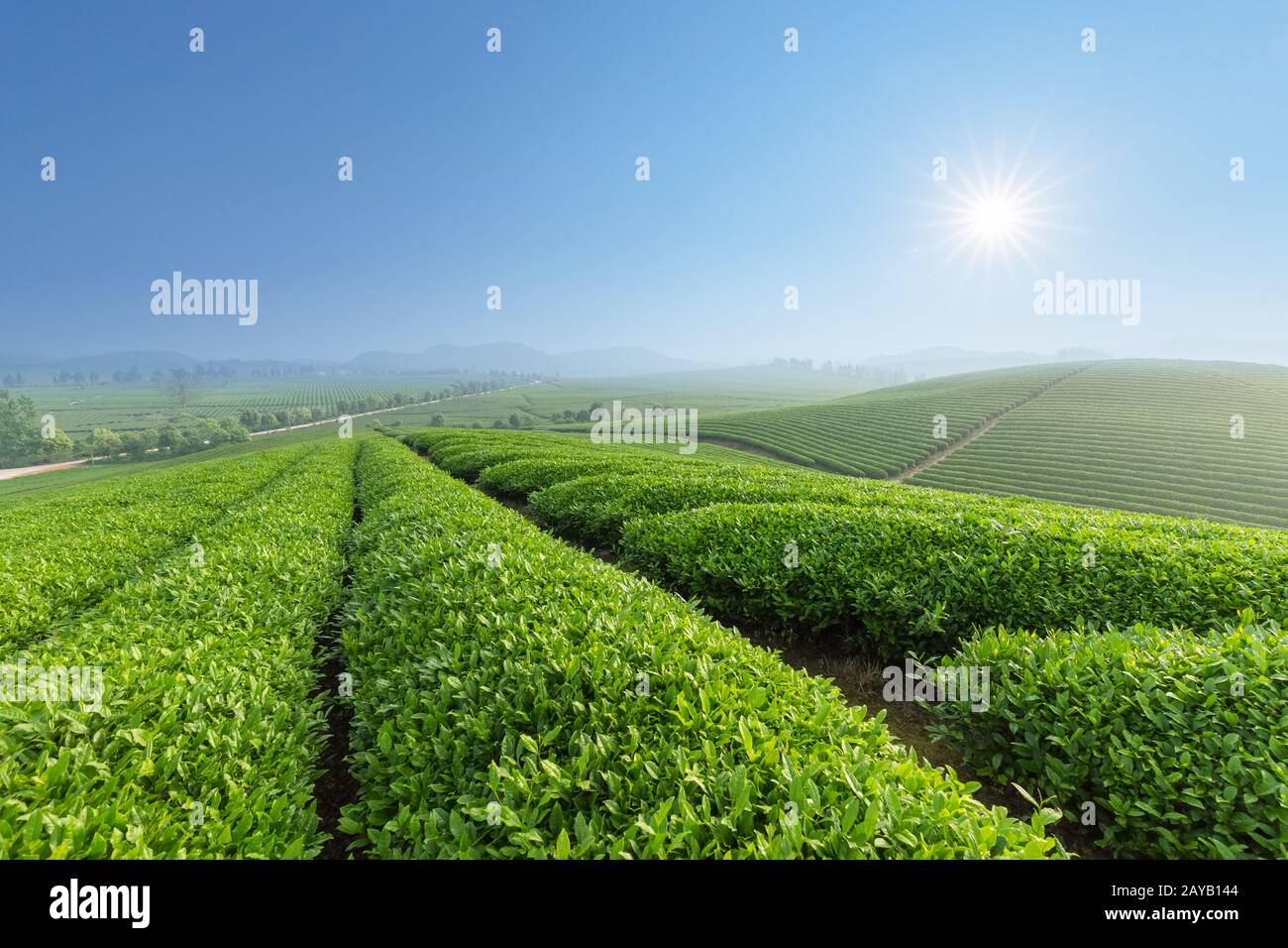 Frischer Teeplantage am Morgen Stockfoto