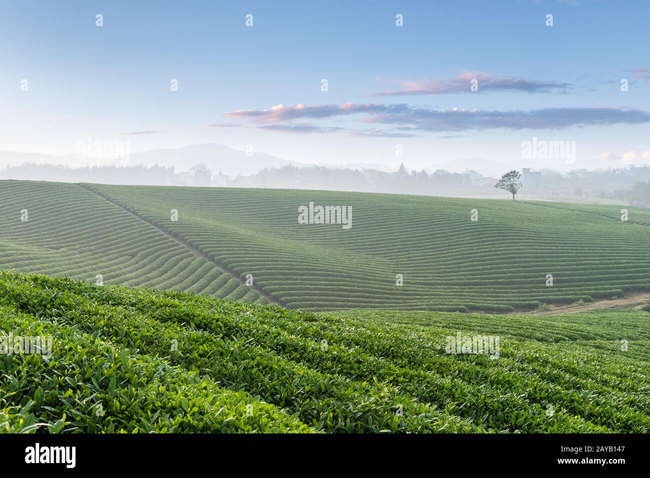 teeplantage am frühen Morgen Stockfoto