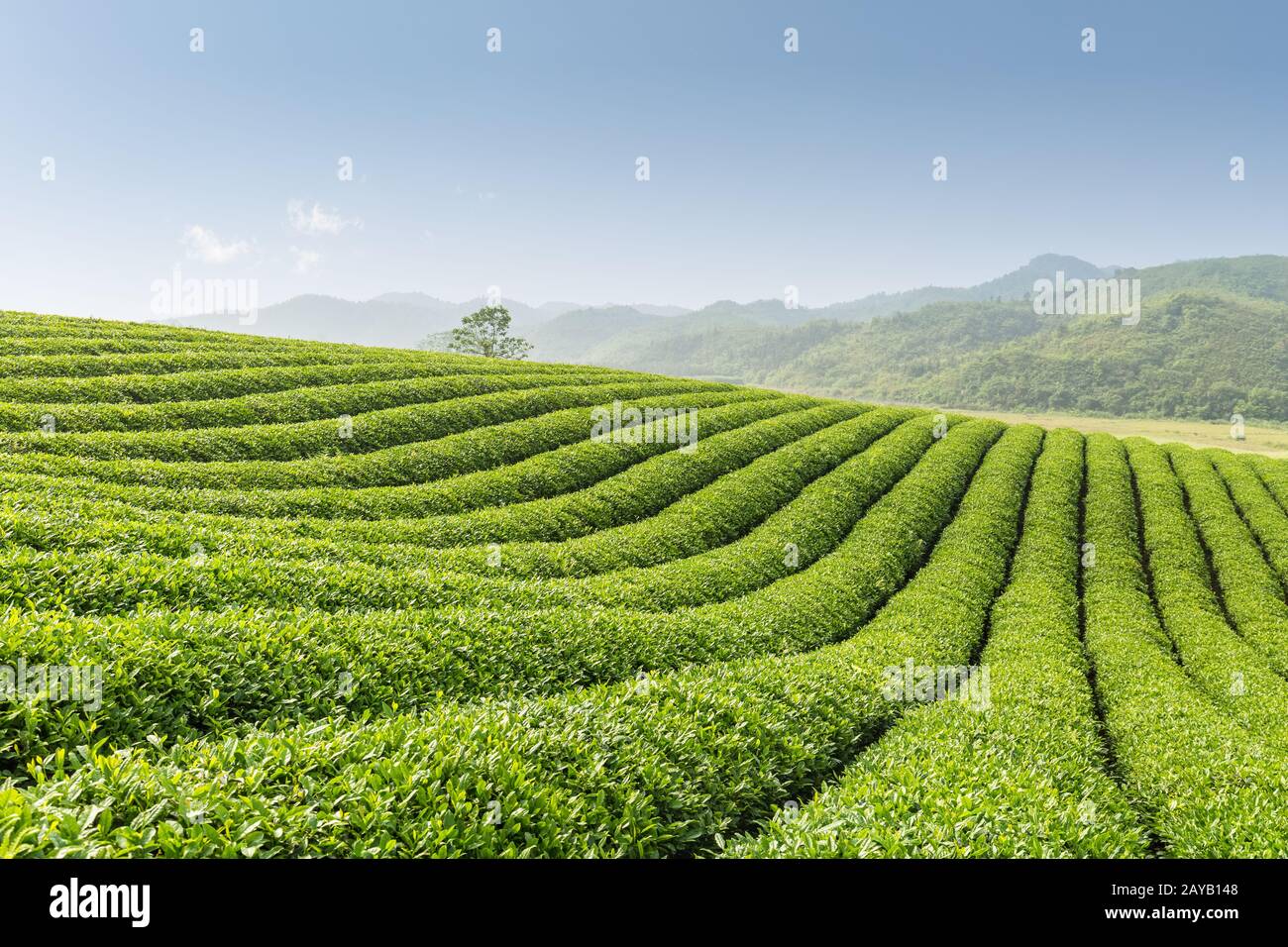 Schöner Teegarten Stockfoto