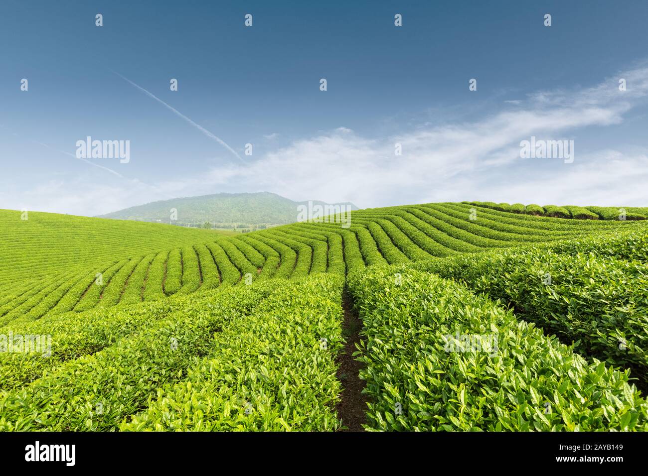 Schöne Teeplantage gegen einen blauen Himmel, Stockfoto
