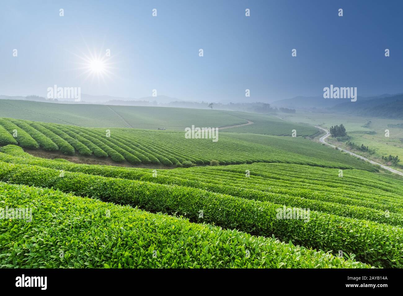 Schöne Teeplantage am Morgen Stockfoto