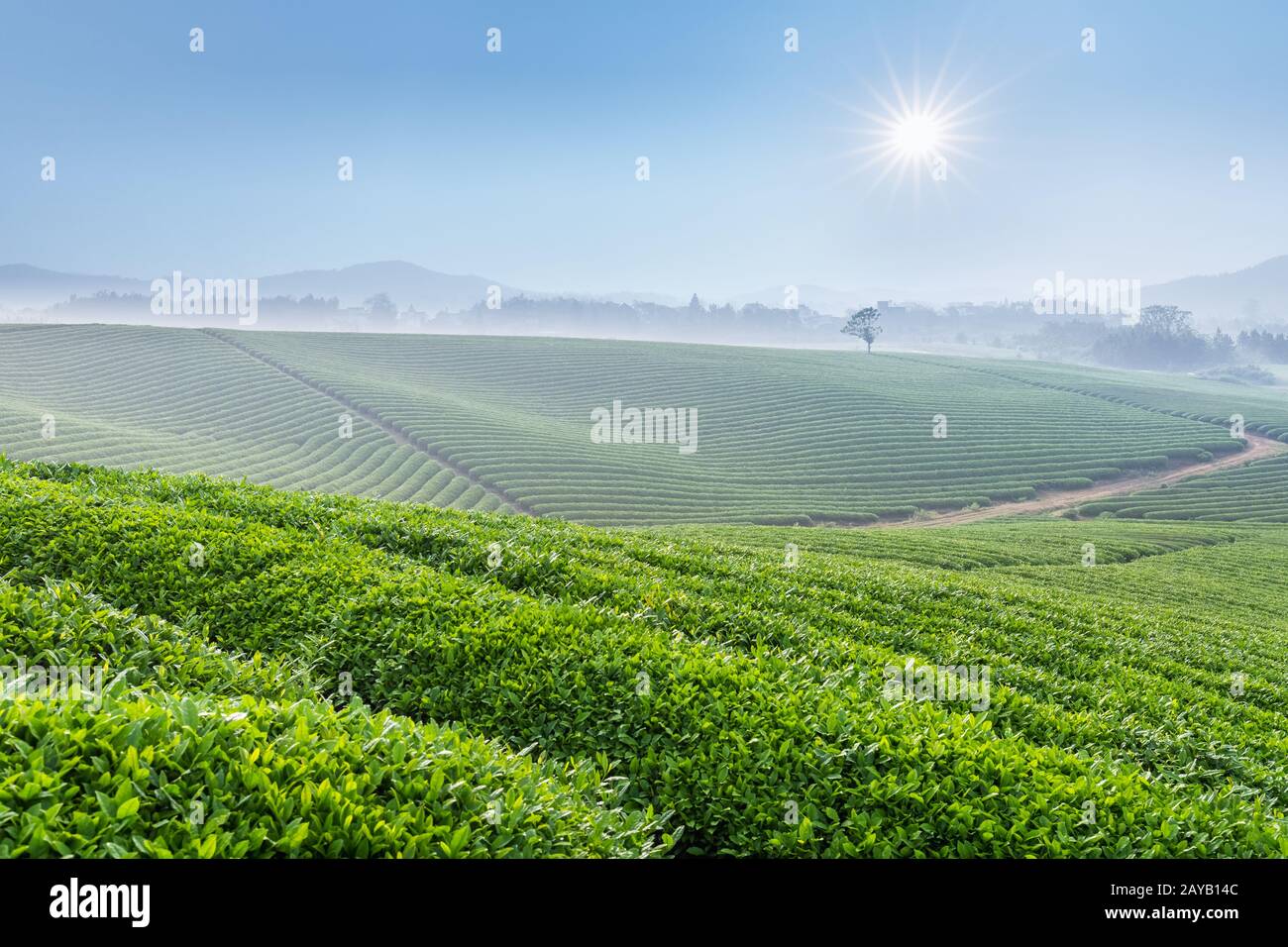 Grüne Teeplantage am Frühlingmorgen Stockfoto