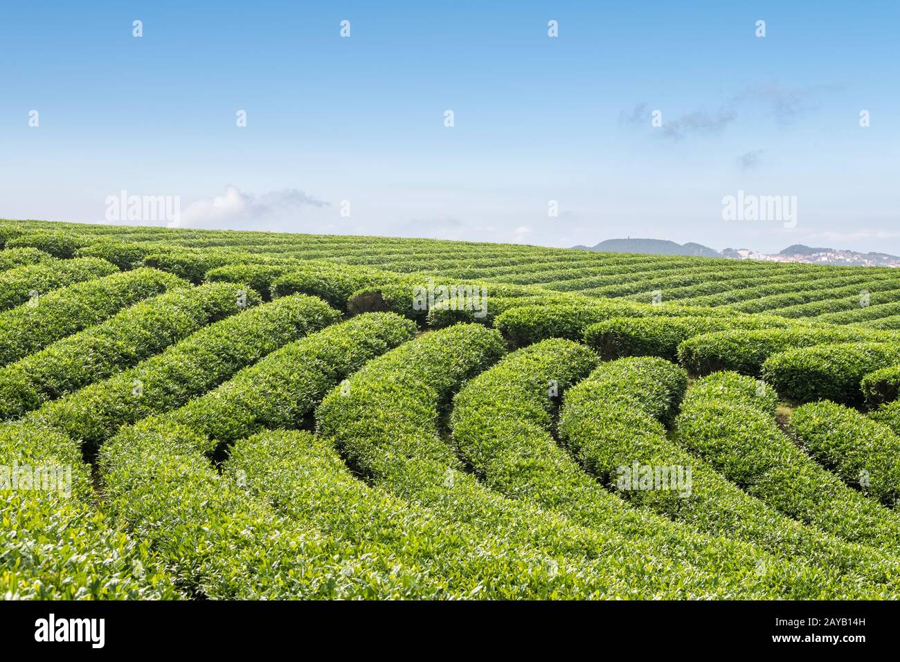 Teeplantage in hohen Bergen Stockfoto