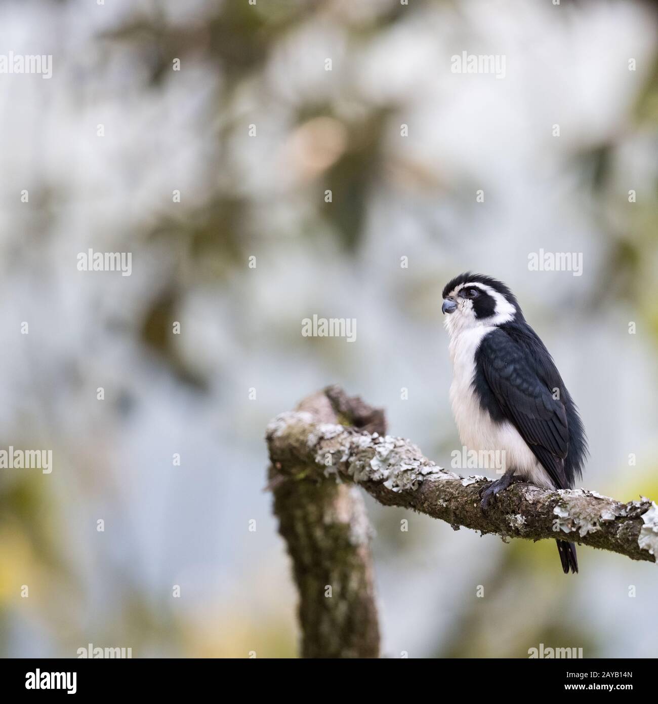 Pied falconet stehen auf einem Ast Stockfoto