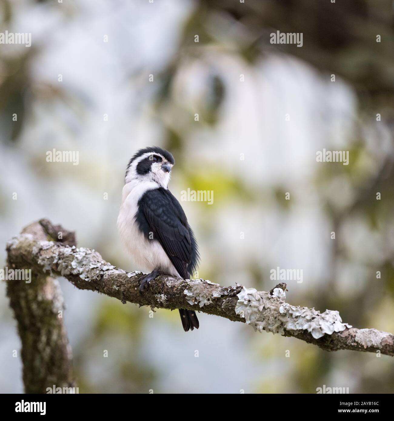 Pied falconet stehen auf einem Ast Stockfoto