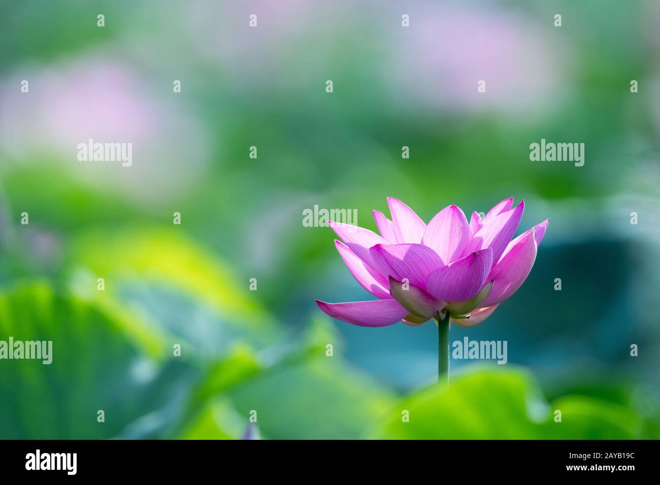 Blühende lotosblüte bei Sonnenschein Stockfoto