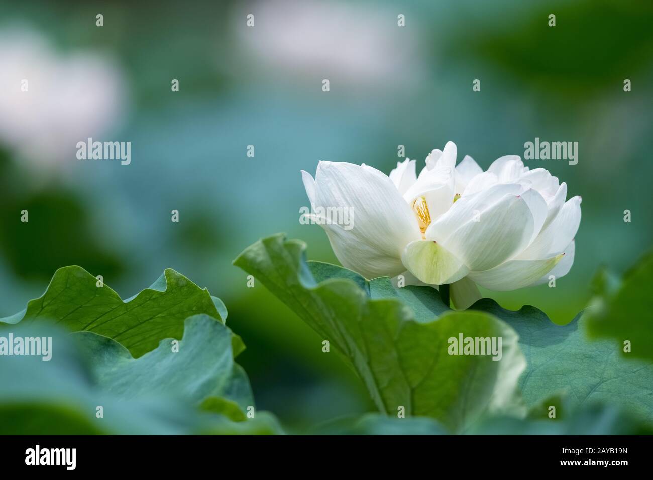 Blütender weißer lotosblütenverschluss Stockfoto