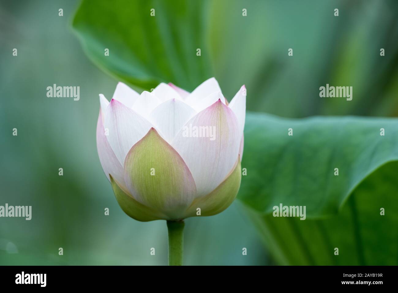 White Lotus Blume Nahaufnahme Stockfoto