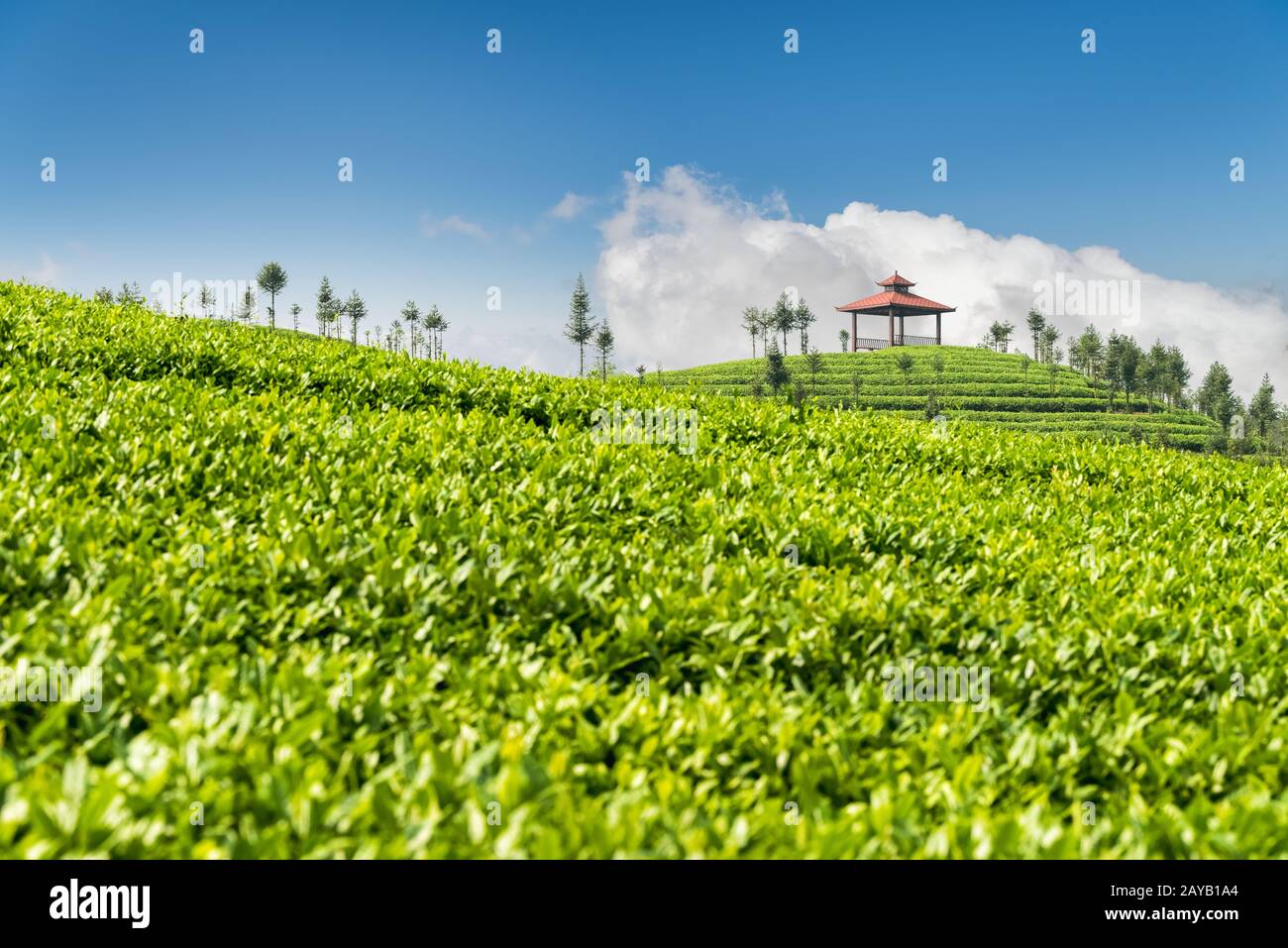 Grüner Tee-Plantage Stockfoto
