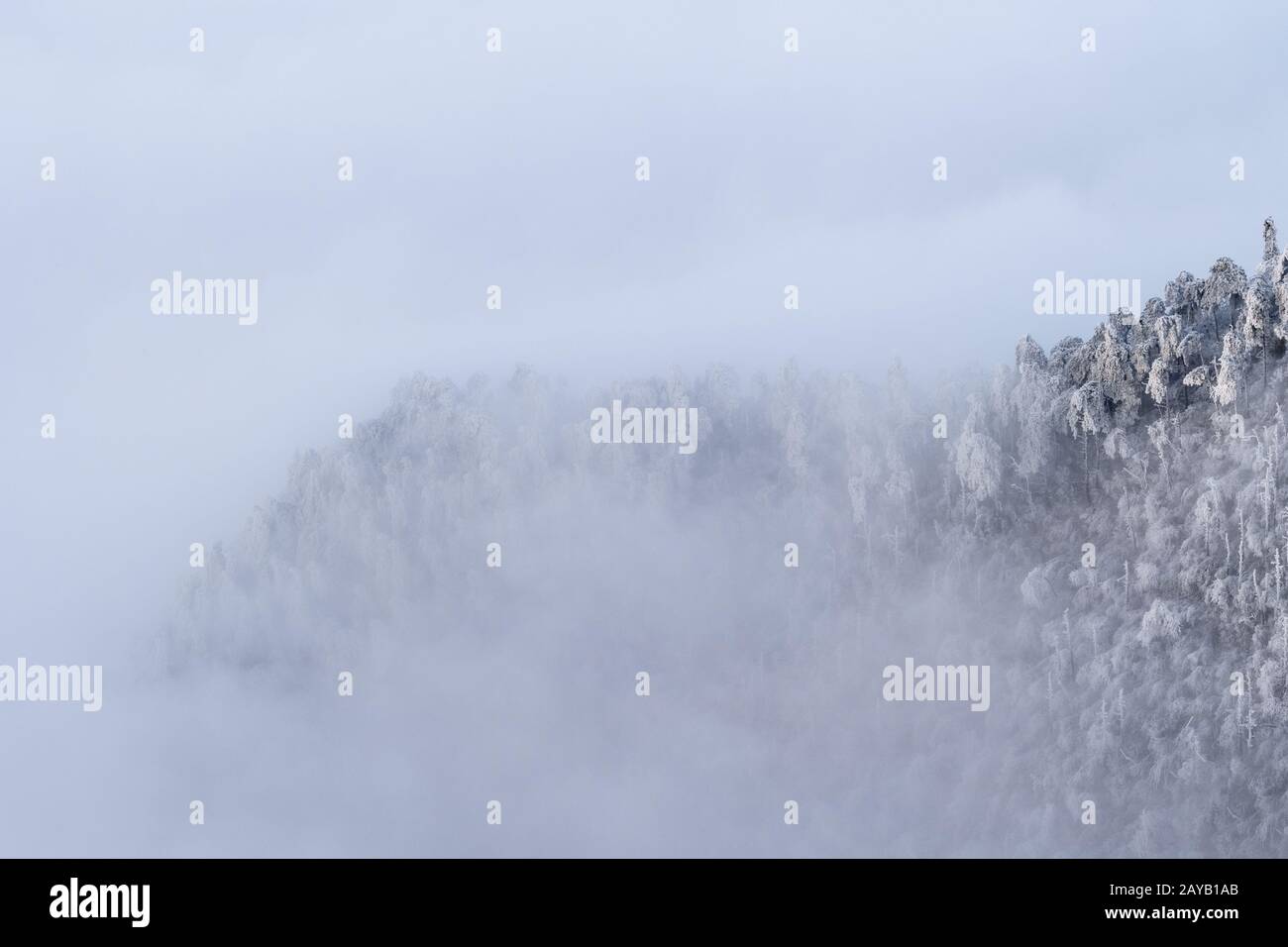 Winterwald bei dichtem Nebel Stockfoto