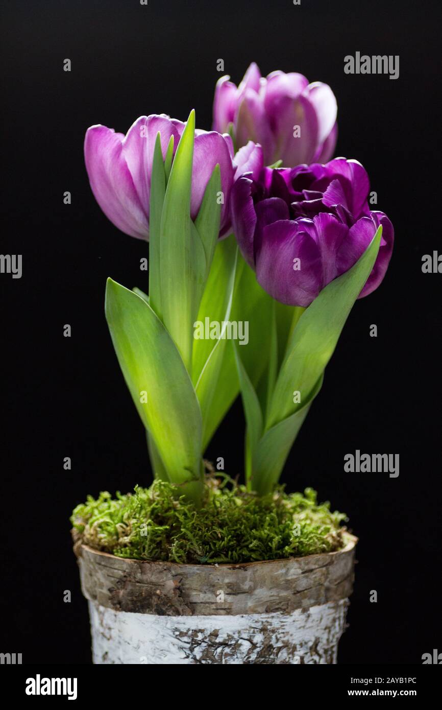 Topf tulpen Fotos und Bildmaterial in hoher Auflösung Alamy