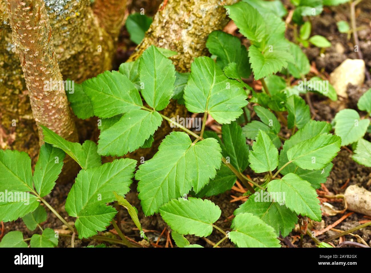 Aschegras, Stockfoto