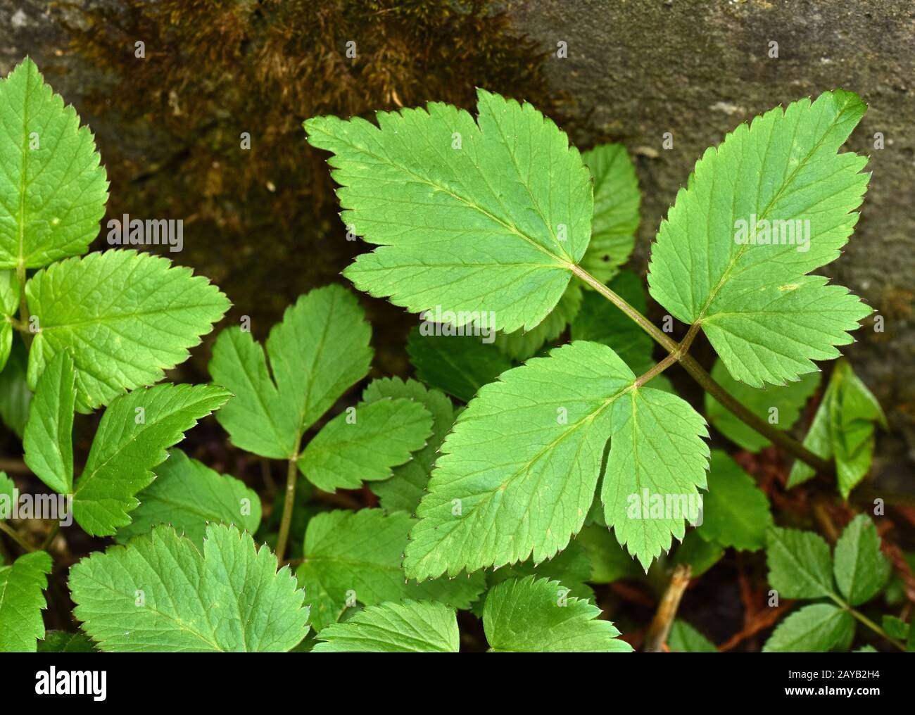 Wildmeisterei, Ascheweed, Bishopswort, Goatweed, Pigweed, Bishopsweed, Stockfoto