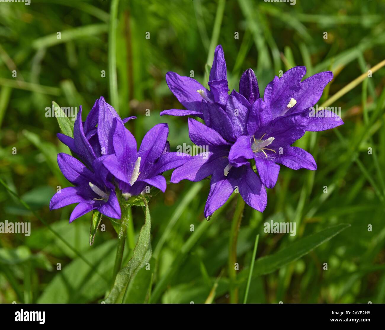 gruppierte Glockenblume, Dane es Blut Stockfoto