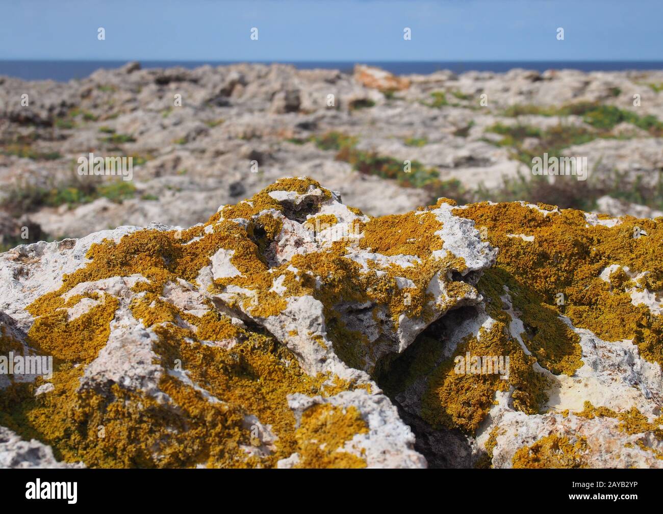 Orange Xanthoria ein lichenisierter Pilz, der auf Kalksteinküstengestein mit Klippen und Meer in der Ferne auf zypern wächst Stockfoto