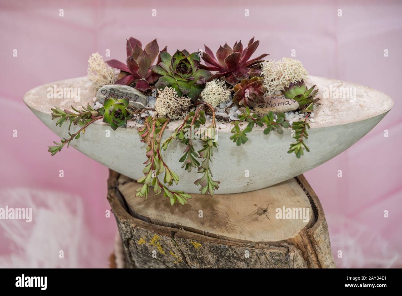 Geschenk hausgemacht mit Sukkulenten in Betonschale - dekorative Kakteenpflanze Stockfoto