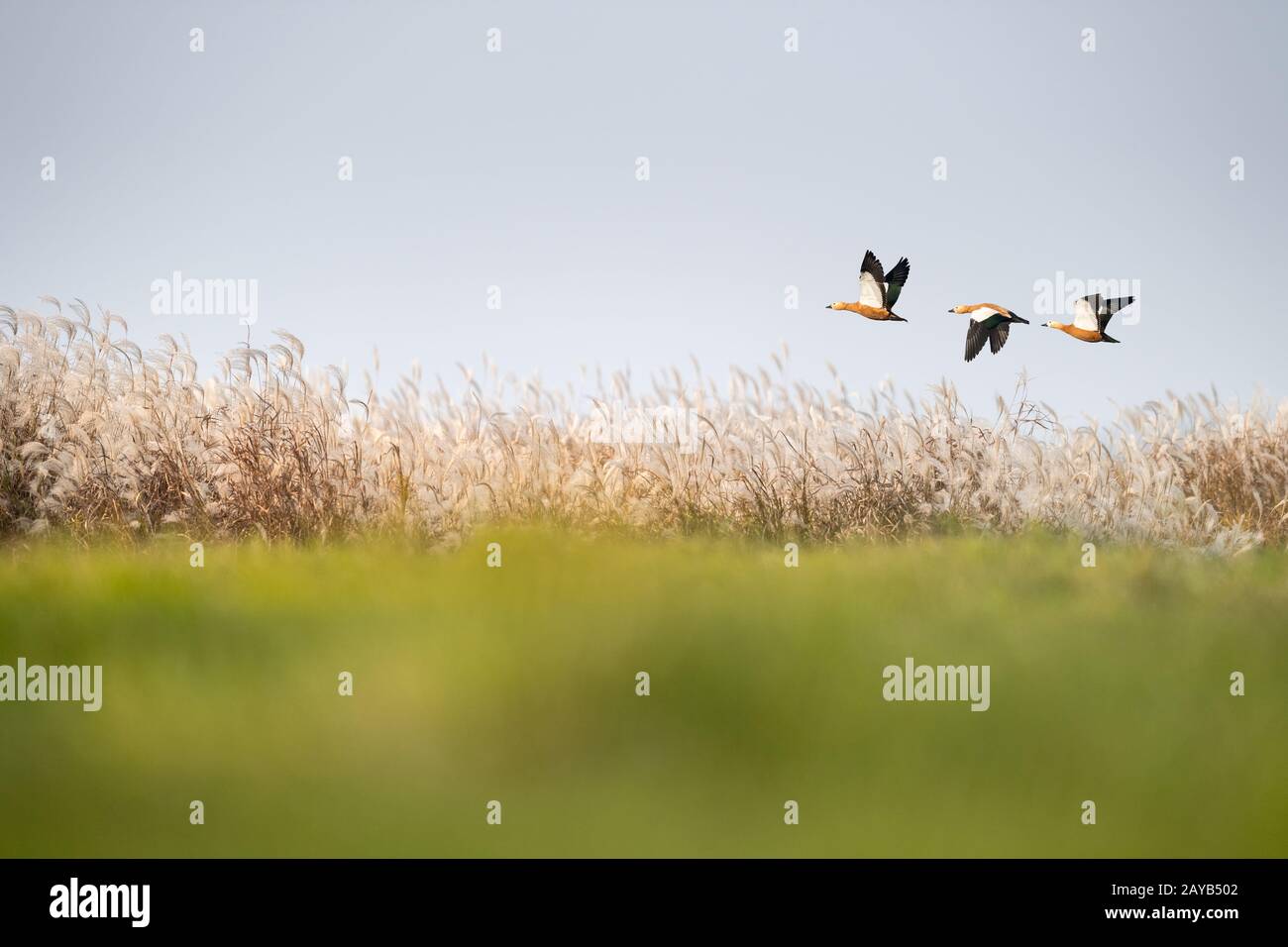poyang See Naturreservat Landschaft Stockfoto