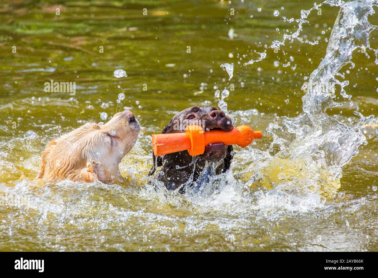 Zwei Labrador Hunde mit Spielzeug schwimmen im Wasser Stockfoto