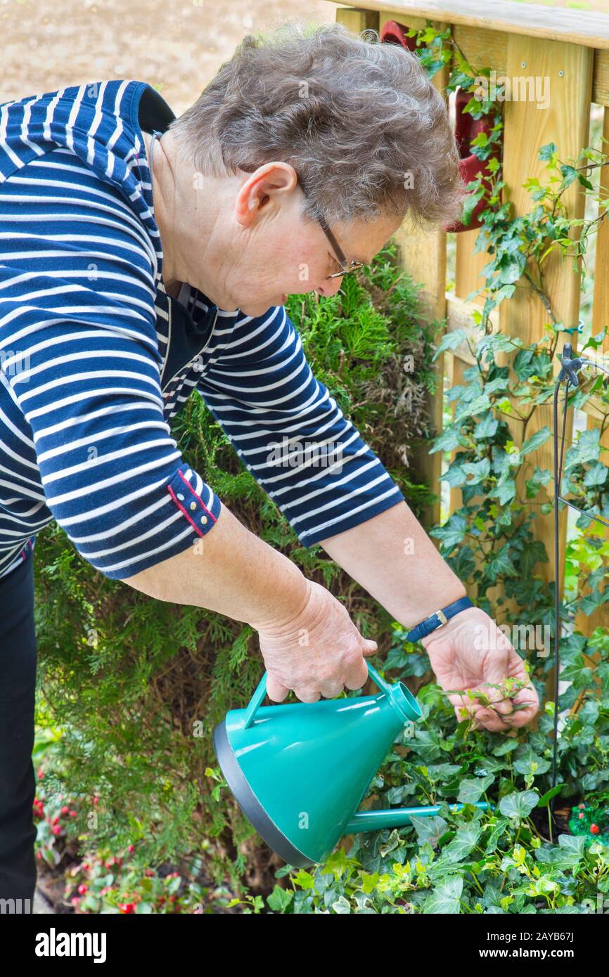 Seniorin gießt Wasser in der Anlage mit Gießkanne Stockfoto