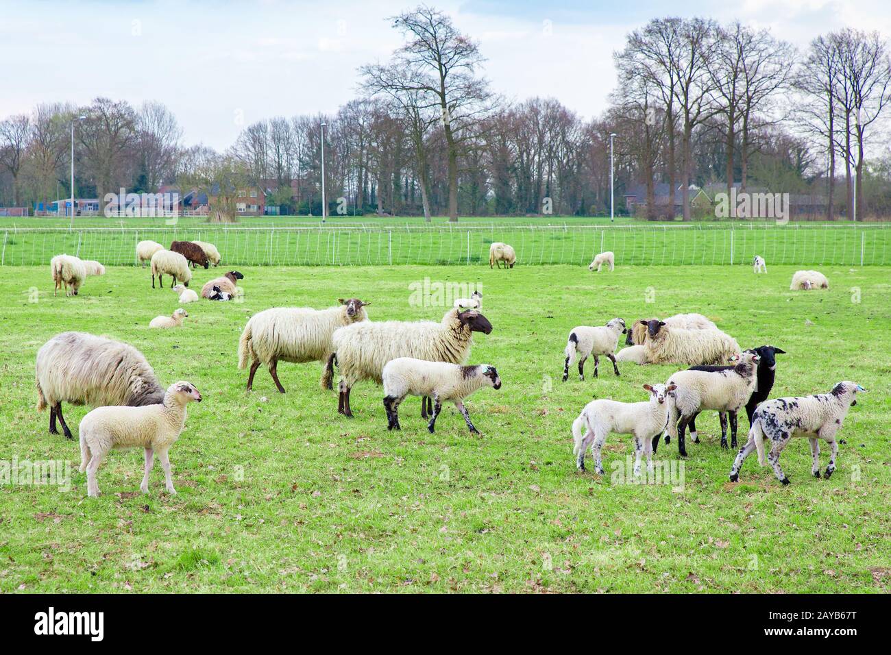 Schafherde mit Lämmern auf niederländischer Wiese Stockfoto