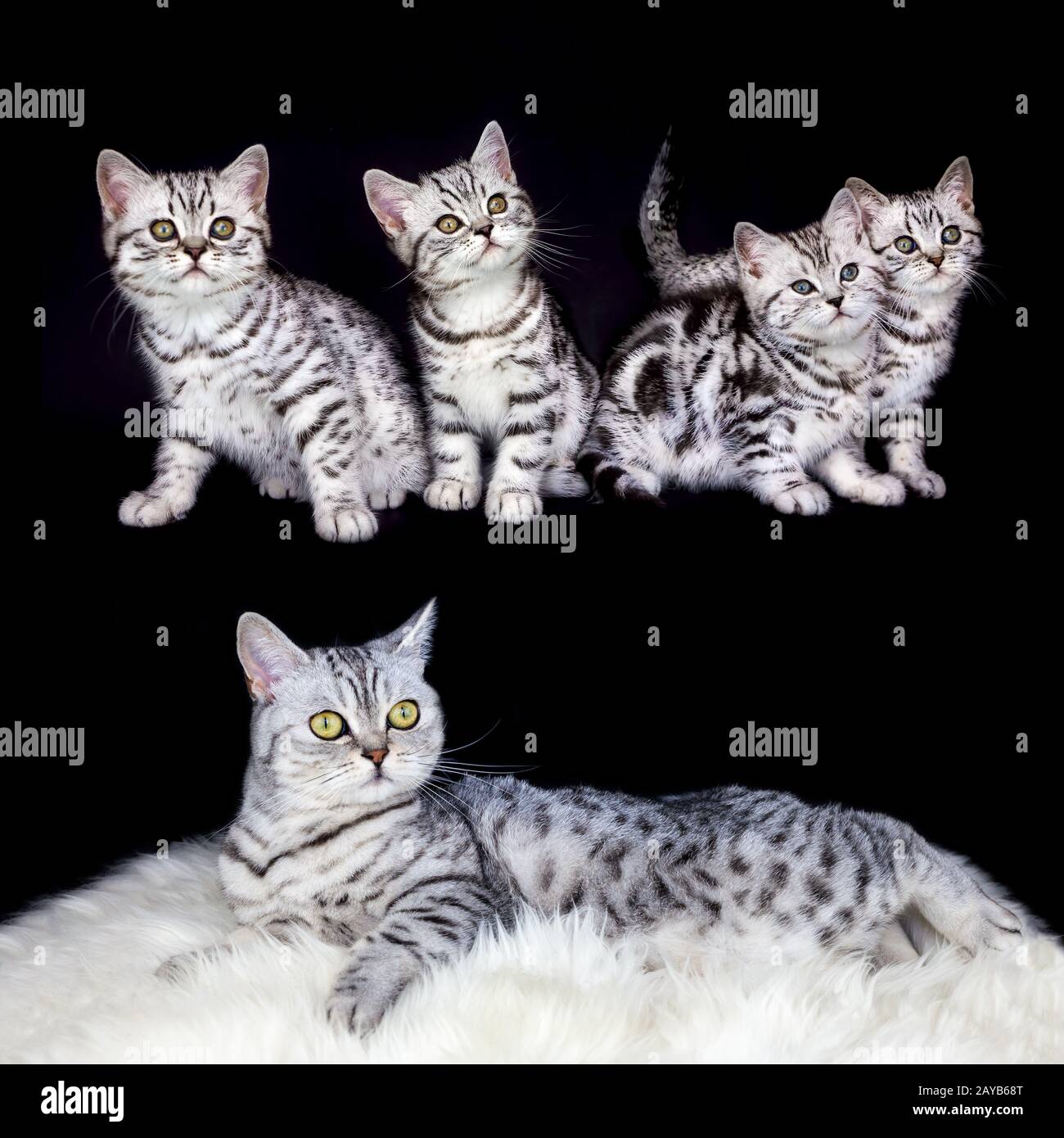 Mutter mit Nesttabby-Kätzchen auf schwarzem Hintergrund Stockfoto