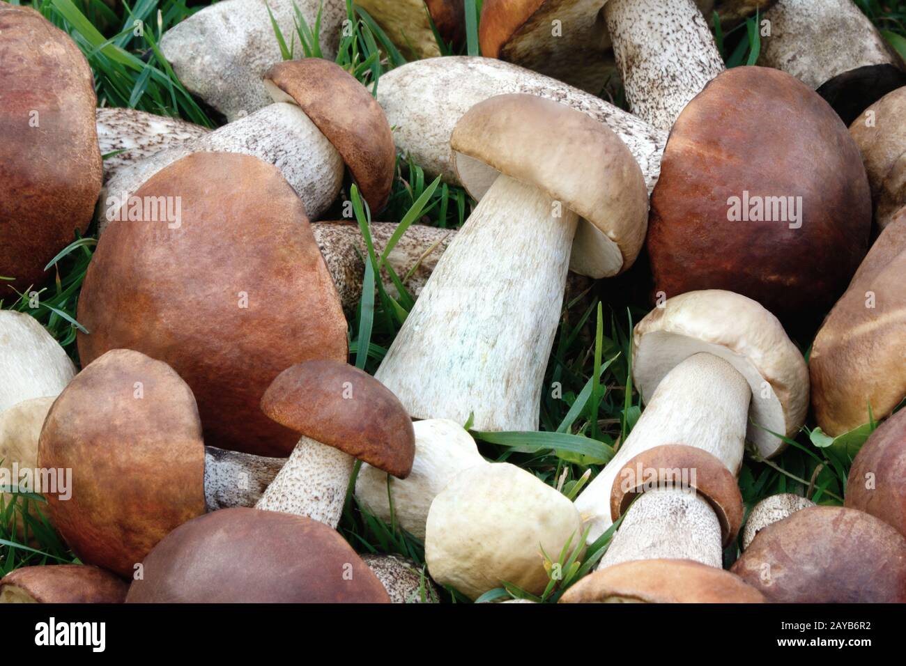 Schöne Pilze auf dem Rasen in den Wald. Stockfoto