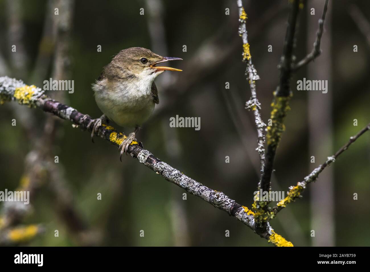 Europäischer Schilfrohrwürger (Acrosephalus scirpaceus) Stockfoto