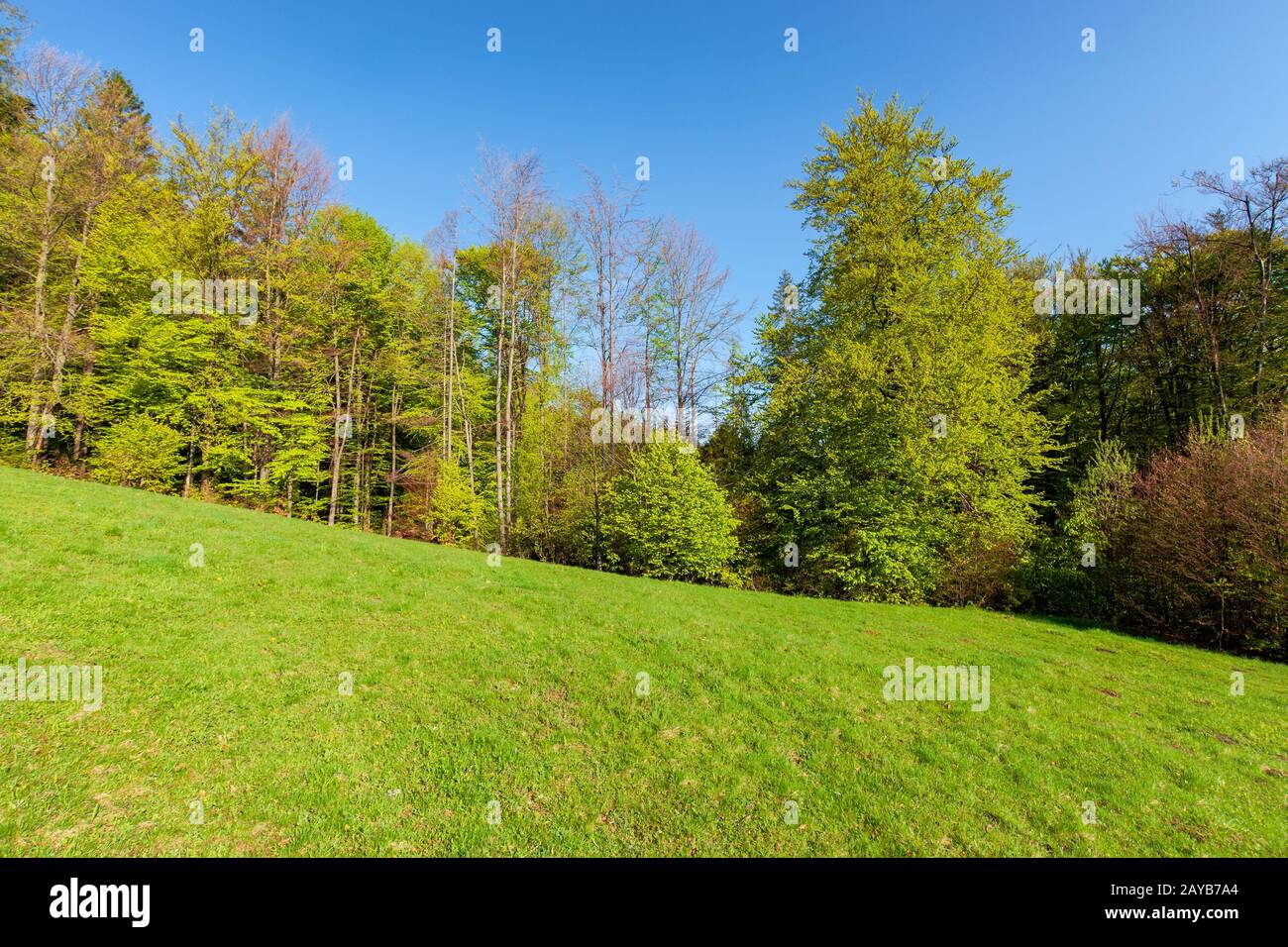 Wald auf dem Hügel im Frühjahr, schöne Naturlandschaft an einem sonnigen Tag, Wiese im frischen grünen Gras Stockfoto