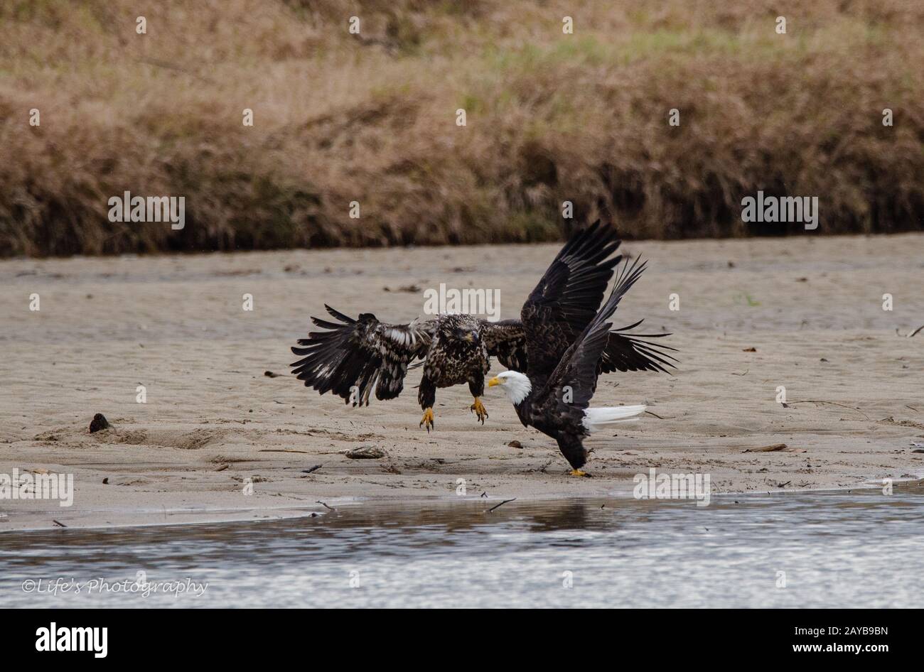 Zwei Adler Stockfoto