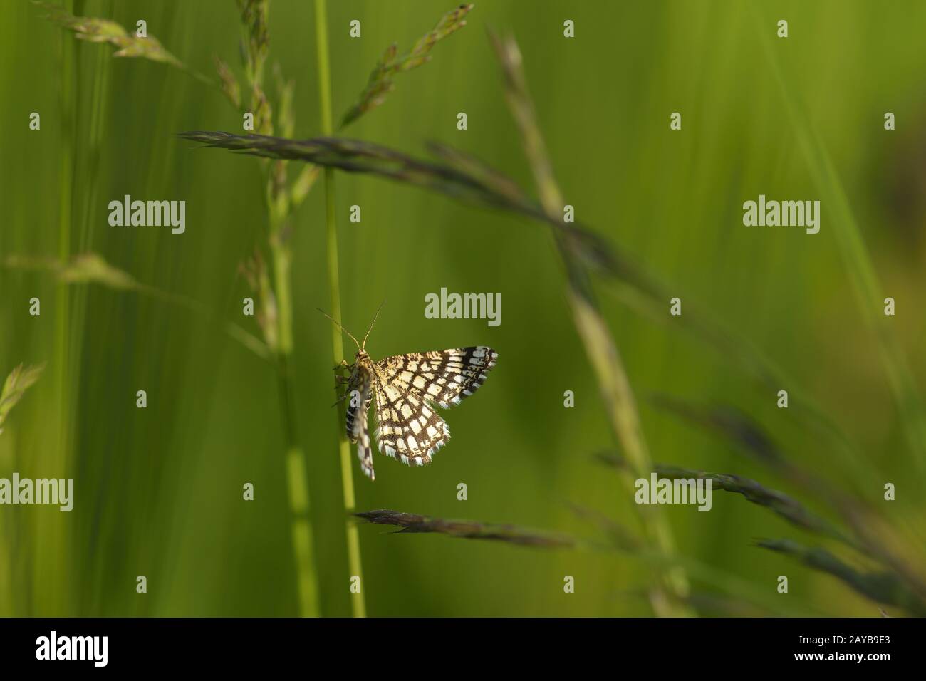 Gitterschlüssel (Chiasmia clathra) Stockfoto