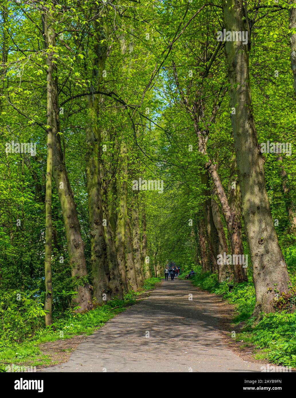 An einem schönen Frühlingstag spazieren die Menschen auf einem von einem üppigen Wald umgebenen Gehweg in Durham, Großbritannien. Stockfoto