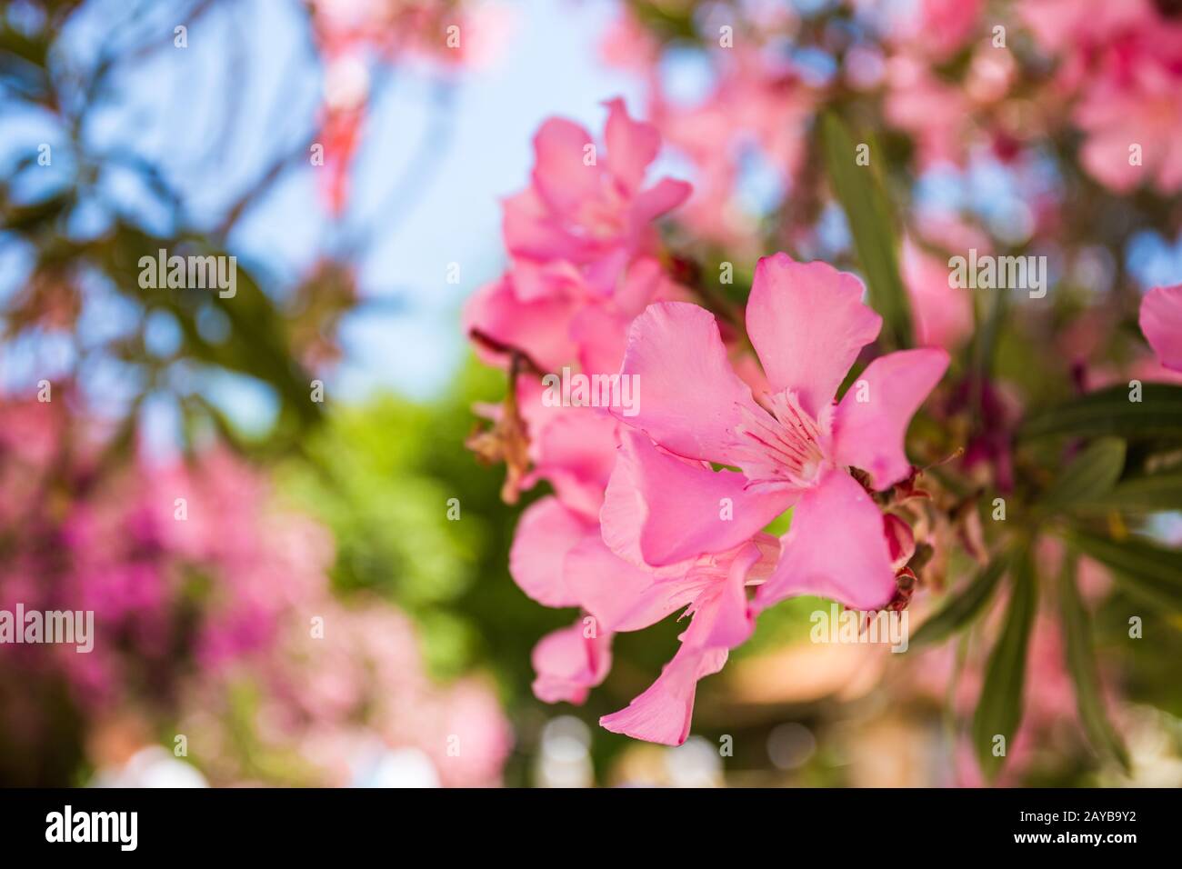 Oleander Rose Bay Blume Stockfoto