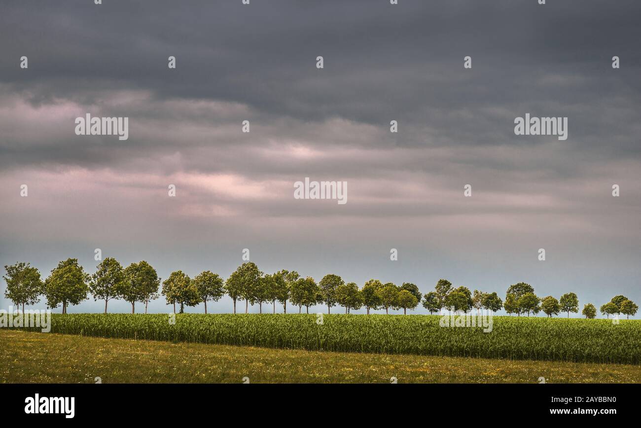 Die Baumreihe Stockfoto