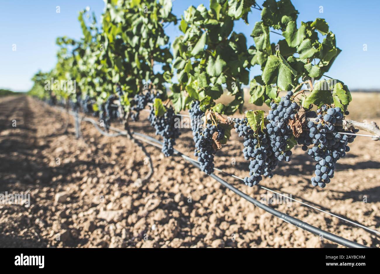 Rote Weintrauben. Stockfoto
