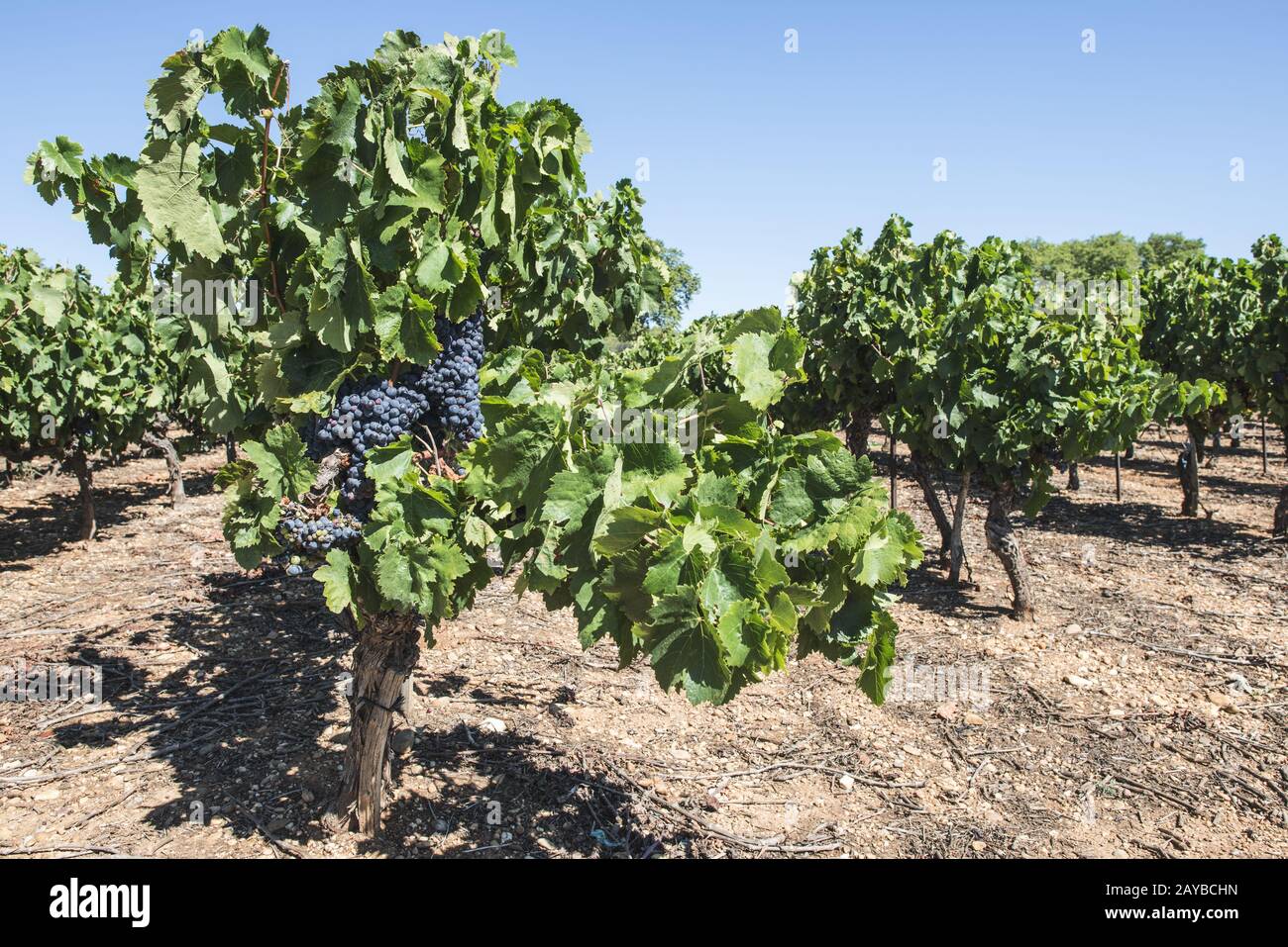 Rote Weintrauben. Stockfoto
