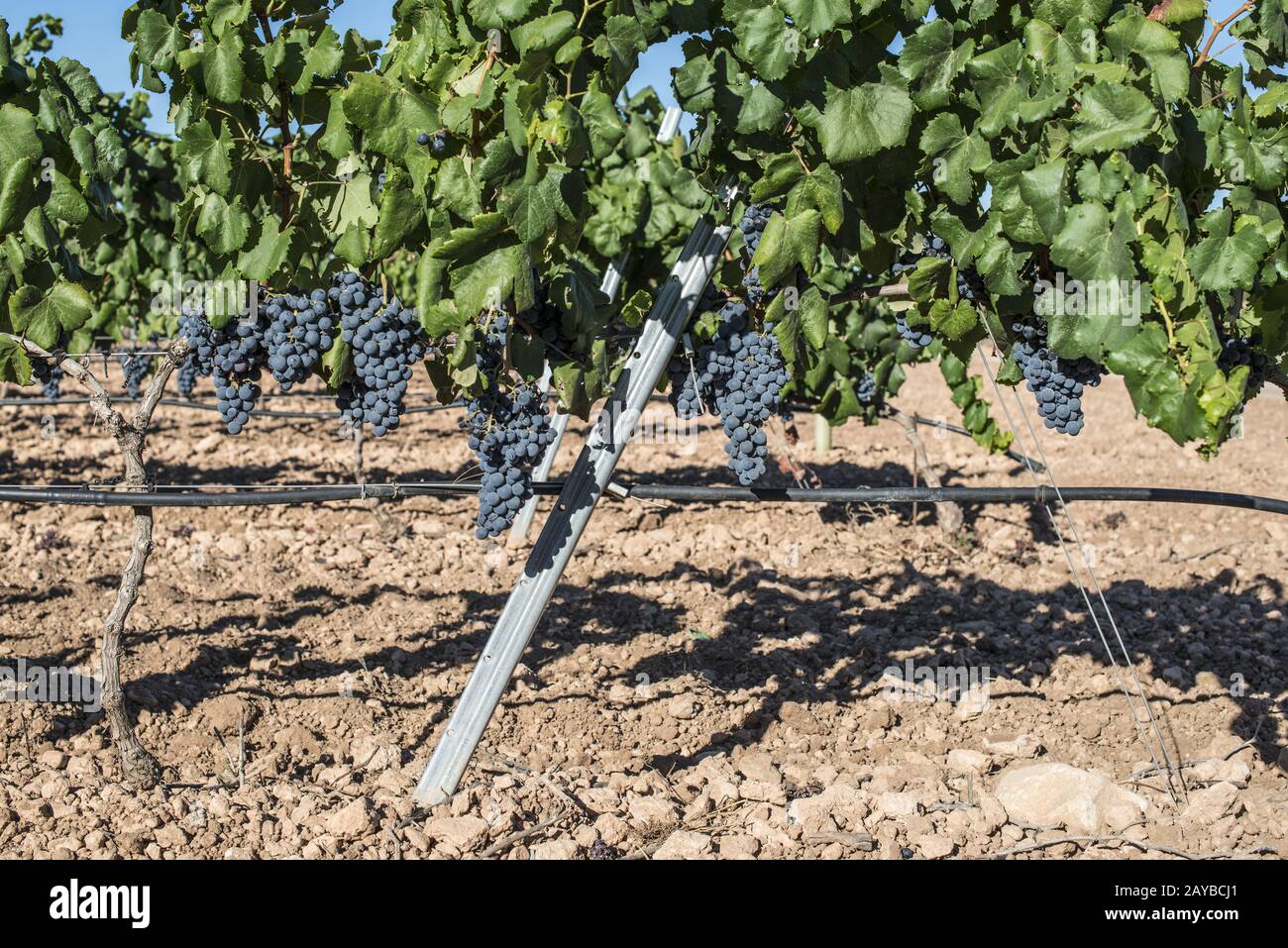 Rote Weintrauben. Stockfoto