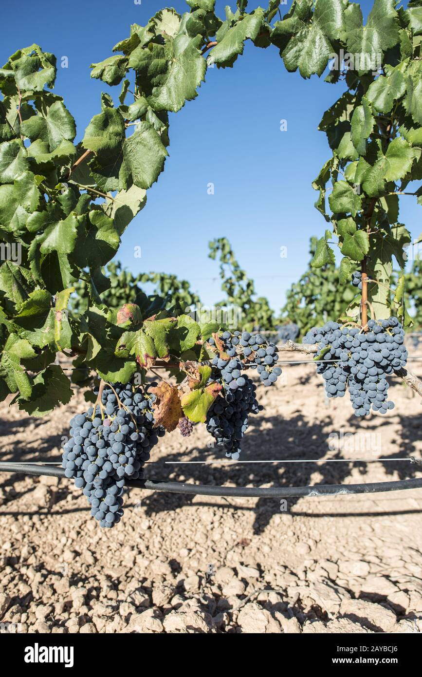 Rote Weintrauben. Stockfoto