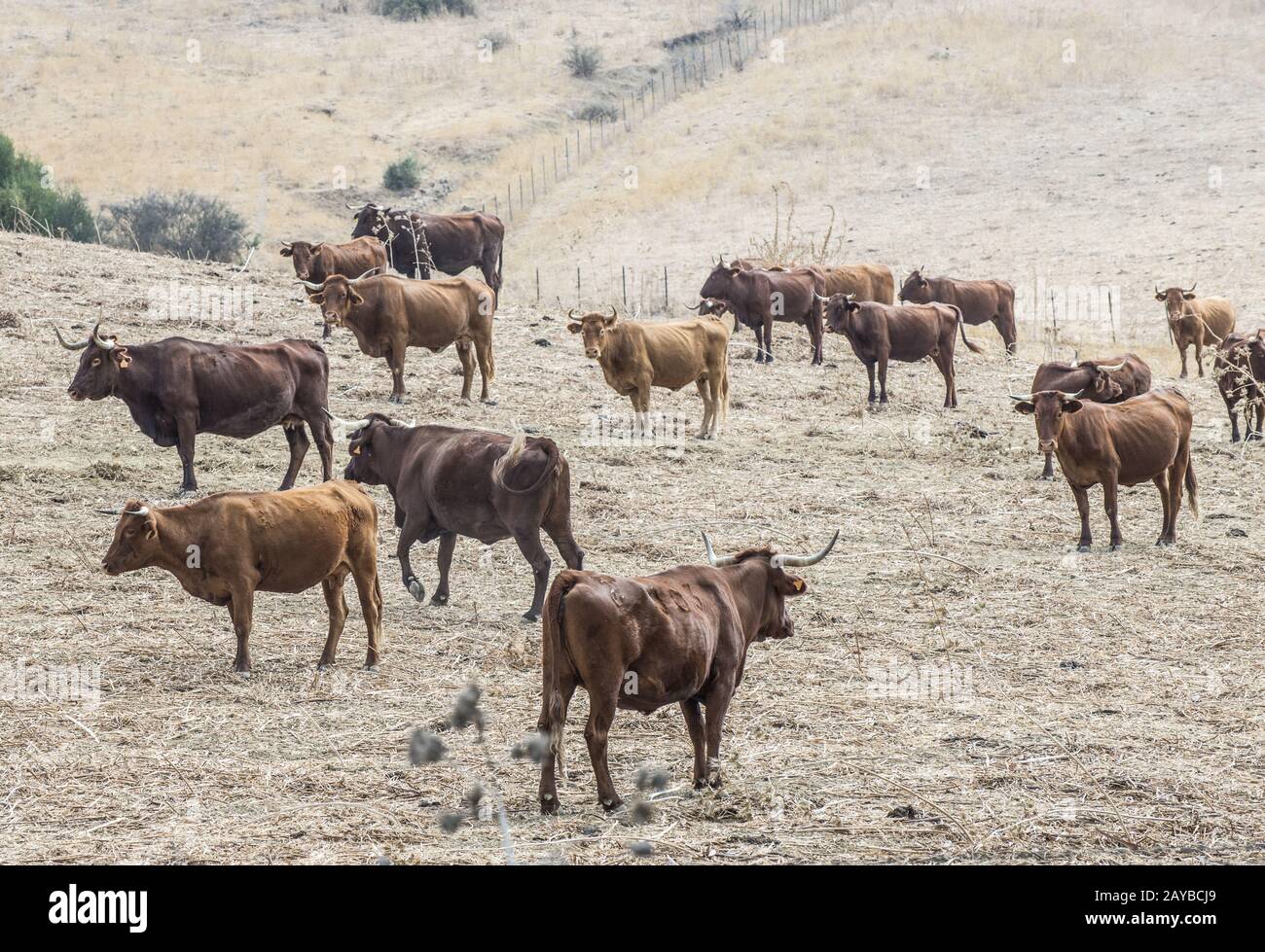 Kühe auf Milchviehbetrieb Stockfoto