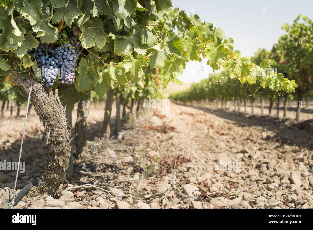 Rote Weintrauben. Stockfoto
