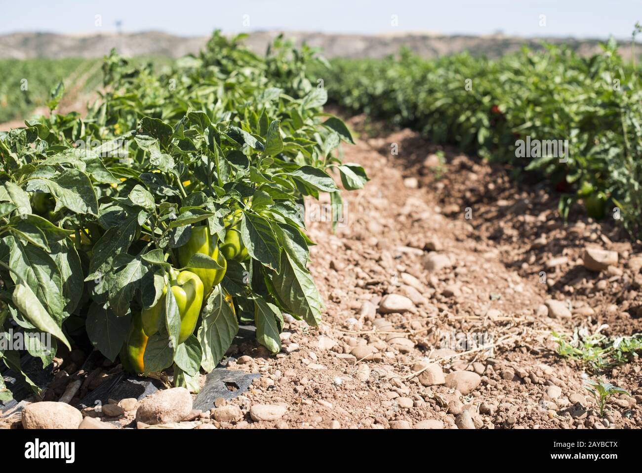 Wachsende Paprika in das Feld Stockfoto