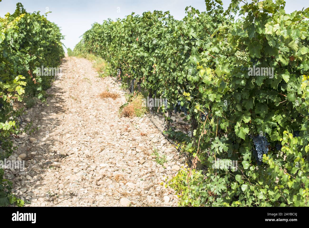 Rote Weintrauben. Stockfoto