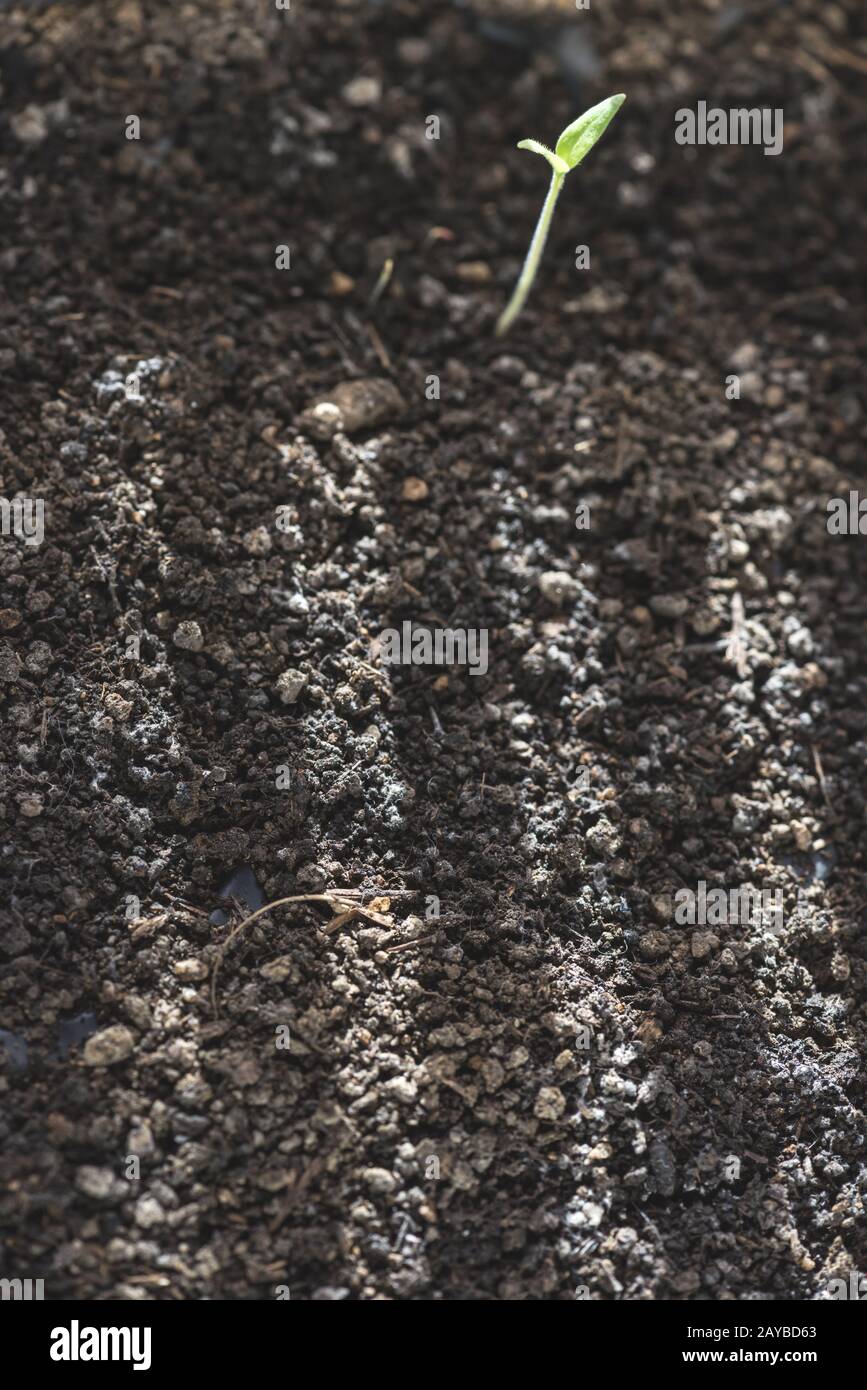 Boden und kleine neue Keimplanlage. Sonnenstrahlen auf dem Boden. Stockfoto
