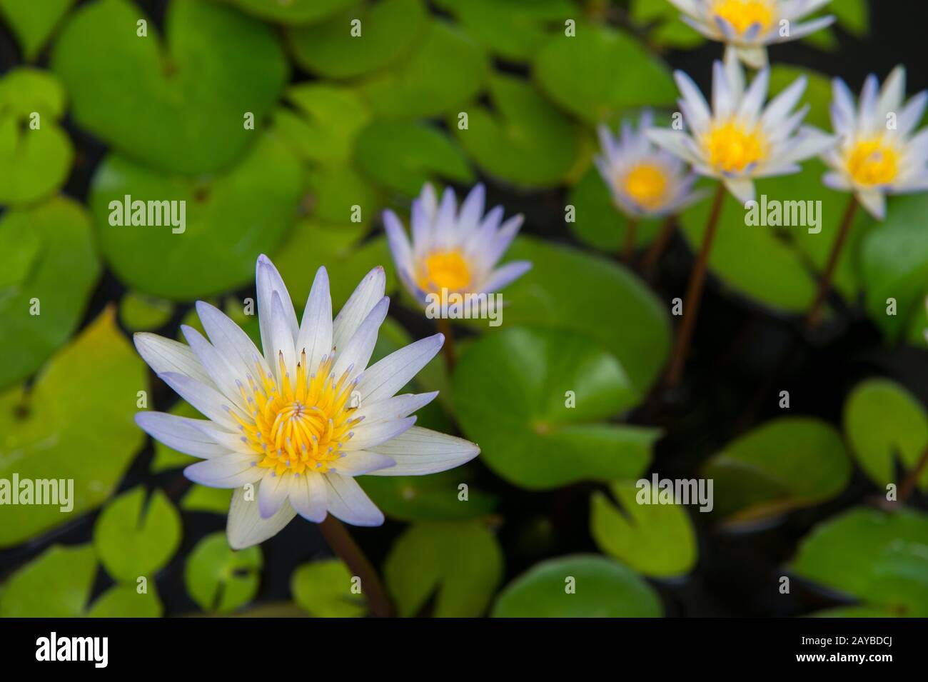 Wasserlilien blühen in einem großen Krug in einem Laden in Solo (Surakarta), einer Stadt auf Java, Indonesien. Stockfoto