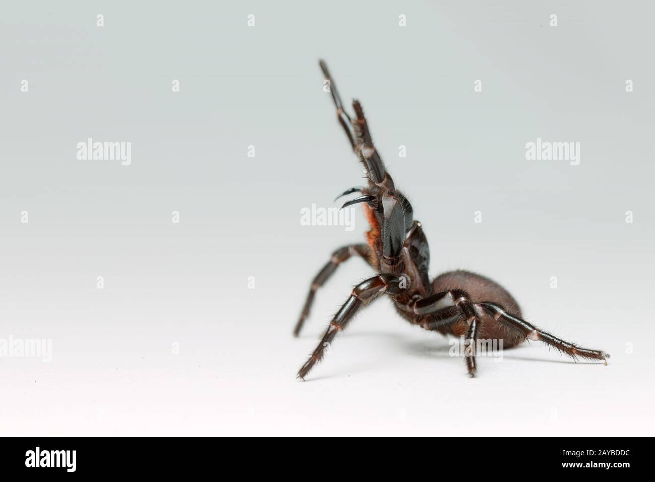 Ein Sydney Funnel Web Spider rears mit verlängerten Fangen. Stockfoto