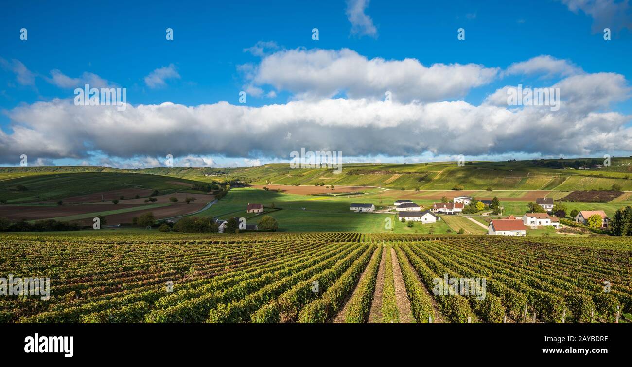 Weinberge im Tal der Loire, Frankreich Stockfoto