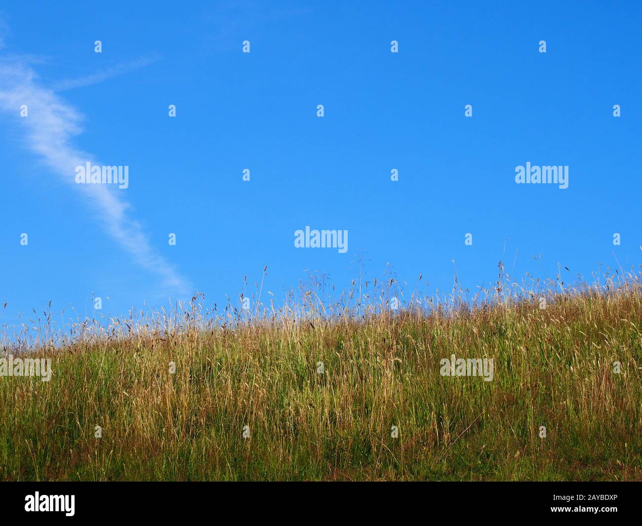 Langes Trockenrasen in Hanglage auf einer sonnigen Sommerwiese gegen einen leuchtend blauen Himmel Stockfoto