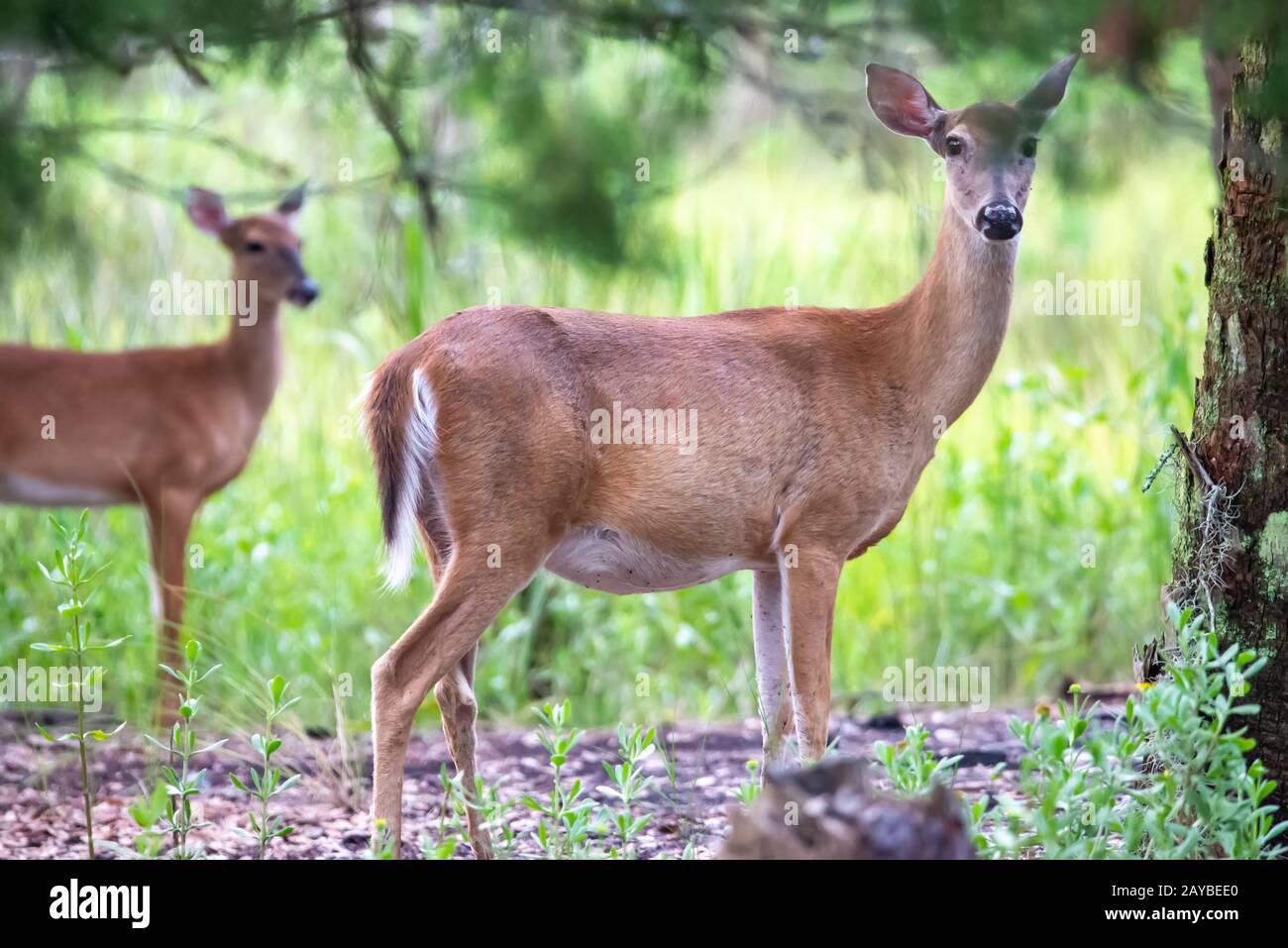 Weiße Schwanzhirsche, die in der Nähe von Wasser durch dichten Wald wandern Stockfoto