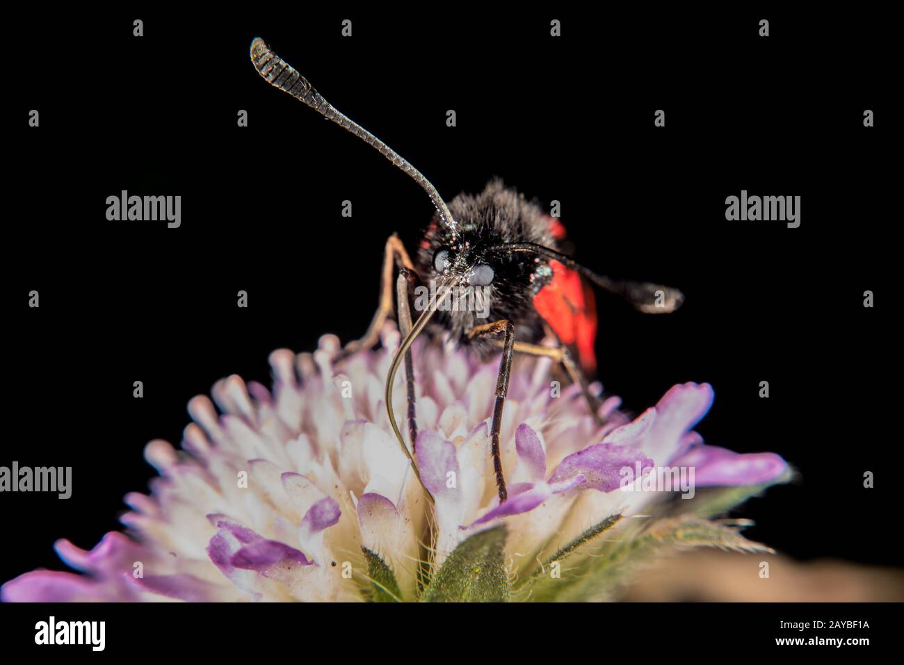 Burnet Motten Stockfoto