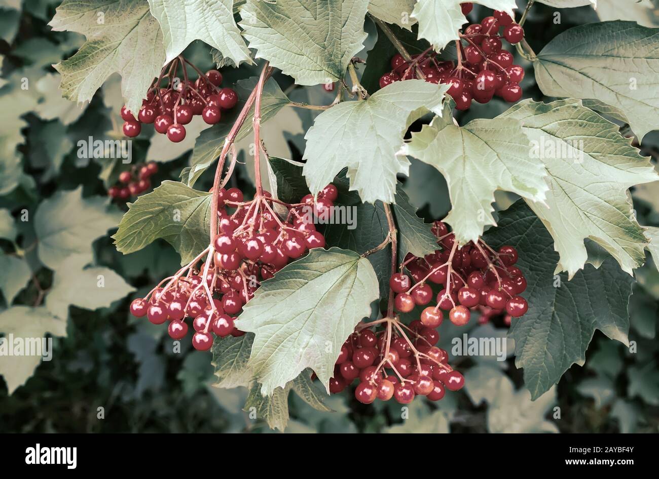 Viburnum-Beeren an den Ästen eines Bush. Stockfoto