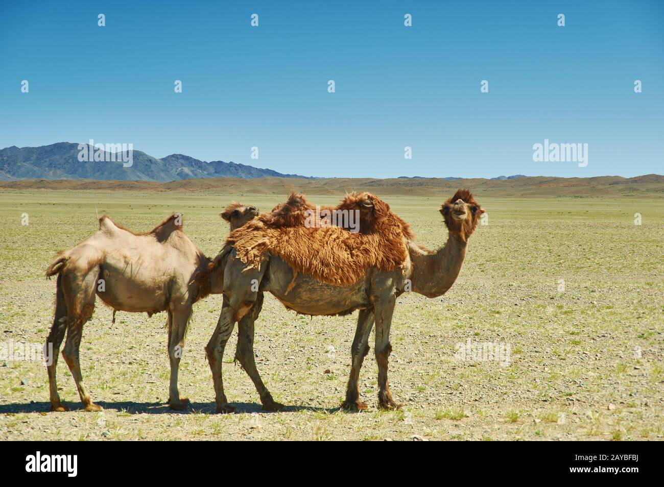 Weibliches Kamel und ihre Wade darunter Stockfoto